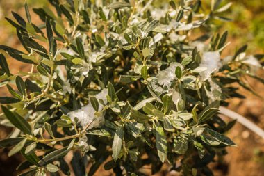 Kar - Atina karda - nadir ve eşsiz olay çalıların