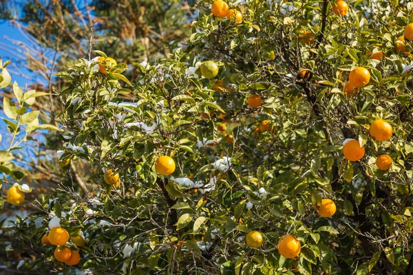 Apelsiner i snö - snö i Aten - sällsynt och unik händelse — Stockfoto