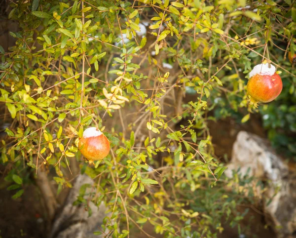 Nar kar - Atina karda - nadir ve eşsiz olay