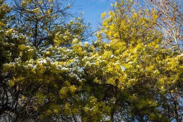 Struiken in de sneeuw - sneeuw in Athene - zeldzame en unieke gebeurtenis — Stockfoto