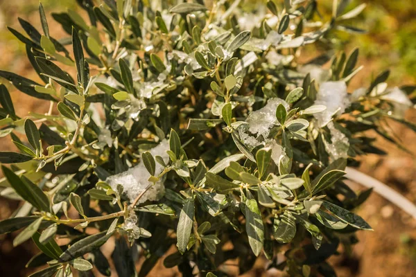 Kar - Atina karda - nadir ve eşsiz olay çalıların