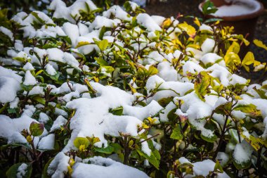 Kar - Atina karda - nadir ve eşsiz olay çalıların