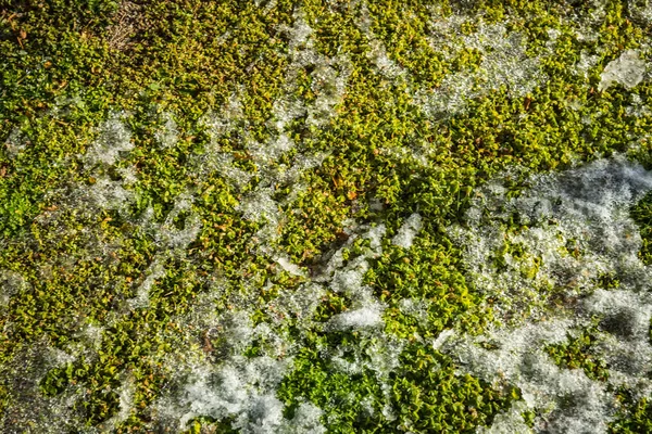 Grass covered with snow - Snow in Athens -  unique event — Stock Photo, Image