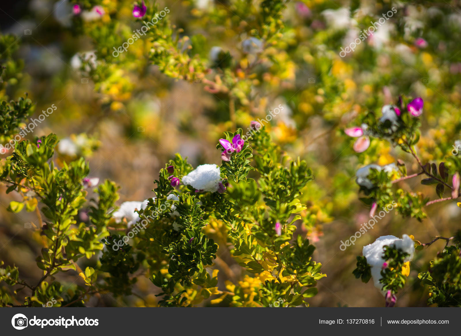 Flowers in snow , Snow in Athens , rare and unique event