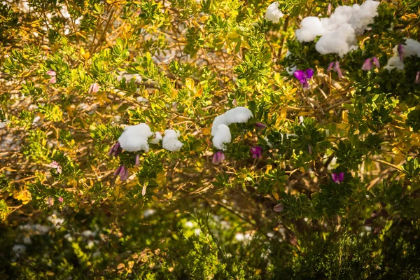 Flores na neve - Neve em Atenas - evento raro e único — Fotografia de Stock