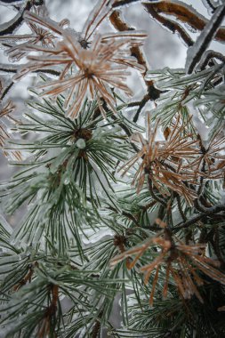Moskova parklarda, doğal afet buzlu yağmur