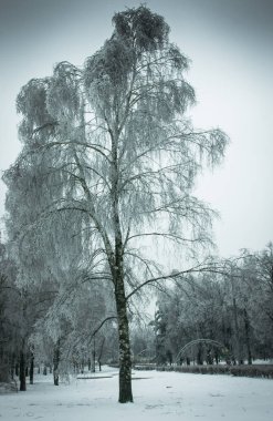 Moskova parklarda, doğal afet buzlu yağmur
