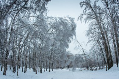 Moskova parklarda, doğal afet buzlu yağmur