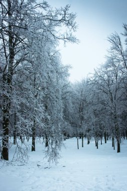 Moskova parklarda, doğal afet buzlu yağmur