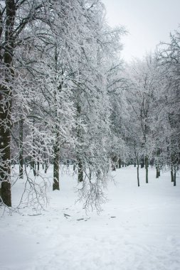 Moskova parklarda, doğal afet buzlu yağmur