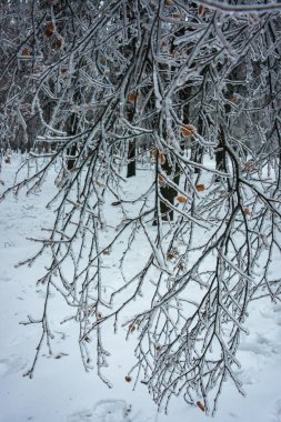Moskova parklarda, doğal afet buzlu yağmur