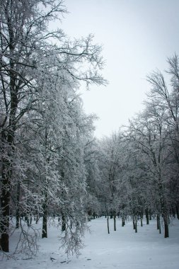 Moskova parklarda, doğal afet buzlu yağmur