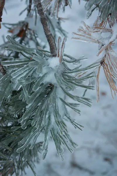 Iced rain in Moscow parks, natural disaster — Stock Photo, Image