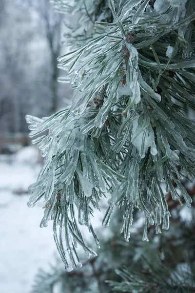 Lluvia helada en los parques de Moscú, desastre natural —  Fotos de Stock