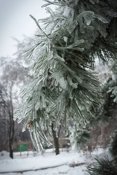 Iced rain in Moscow parks, natural disaster — Stock Photo, Image