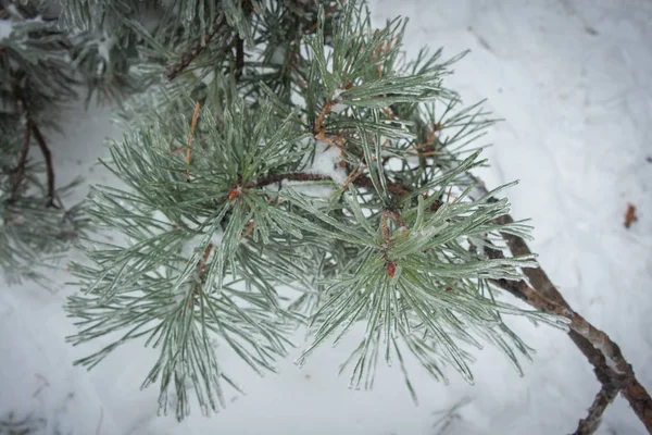 Iced rain in Moscow parks, natural disaster — Stock Photo, Image