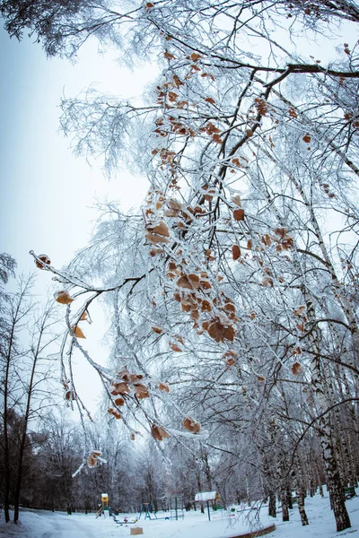 Iced rain in Moscow parks, natural disaster — Stock Photo, Image