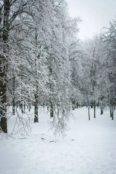 Moskova parklarda, doğal afet buzlu yağmur
