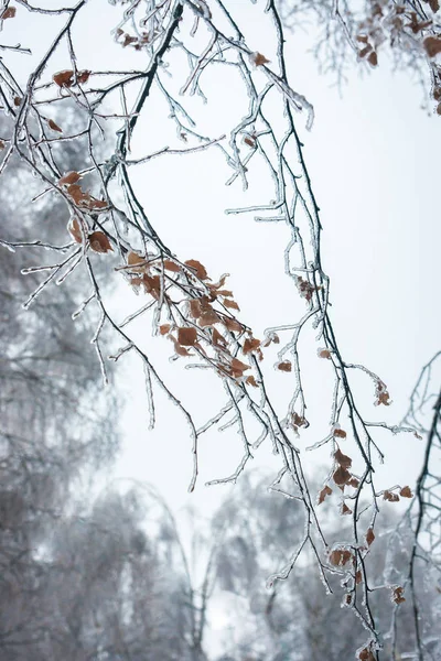 Iced rain in Moscow parks, natural disaster — Stock Photo, Image