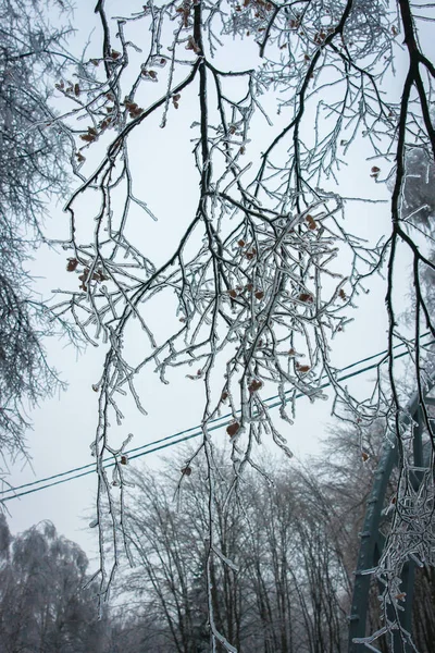 Iced regen in Moskou parken, natuurramp — Stockfoto