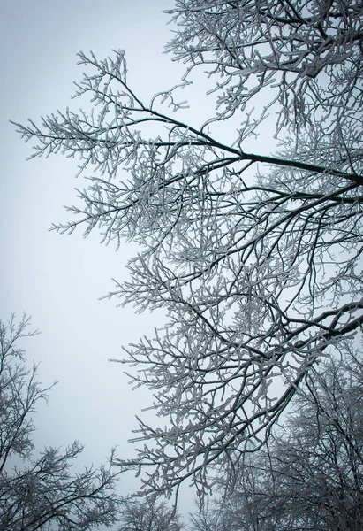 Ледяные дожди в московских парках, стихийное бедствие — стоковое фото