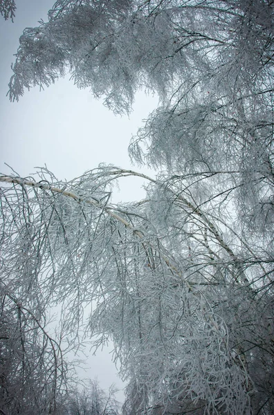 Iced rain in Moscow parks, natural disaster — Stock Photo, Image