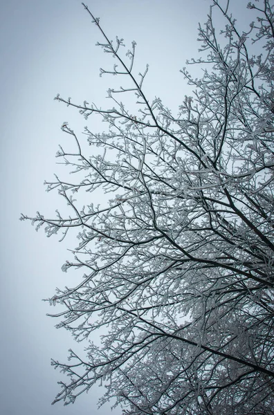 Iced regen in Moskou parken, natuurramp — Stockfoto