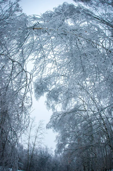 Iced rain in Moscow parks, natural disaster — Stock Photo, Image