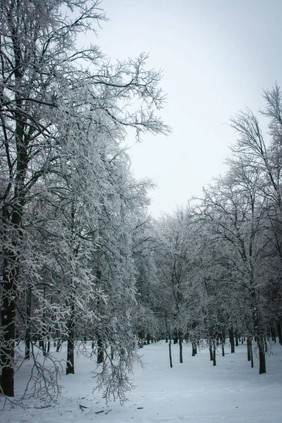 Moskova parklarda, doğal afet buzlu yağmur