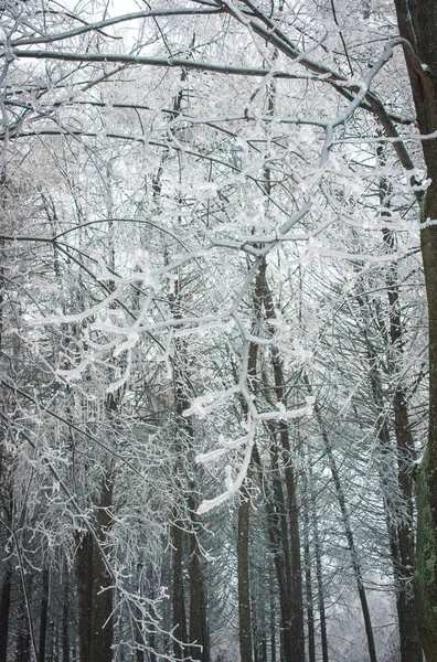 Iced rain in Moscow parks, natural disaster — Stock Photo, Image