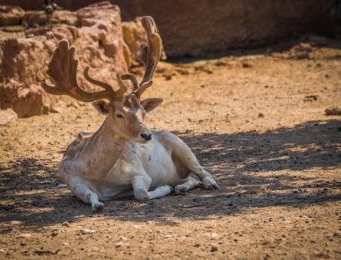 Sika geyiği genç kapitone deri boynuzlarıyla