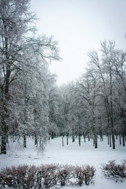 Moskova parklarda, doğal afet buzlu yağmur