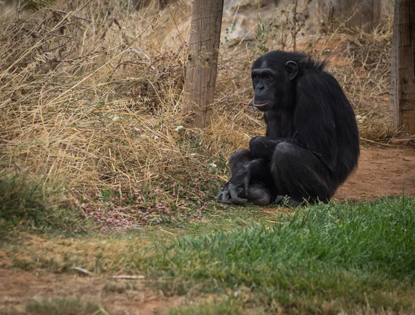 Grote zwarte chimpansee zit op een weide — Stockfoto