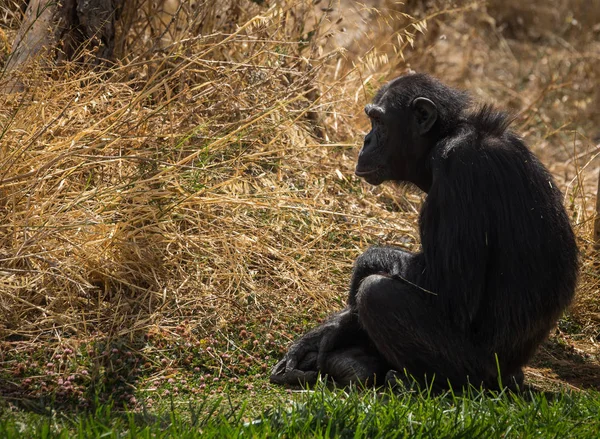 Grote zwarte chimpansee zit op een weide — Stockfoto