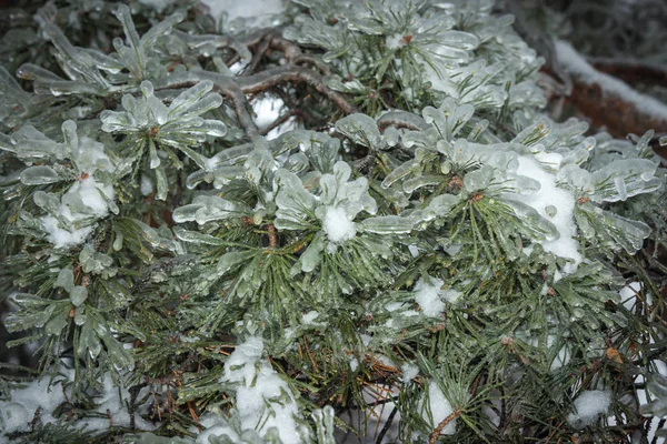 Iced rain in Moscow parks, natural disaster — Stock Photo, Image