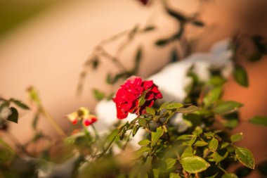 Kar - Atina karda - nadir ve eşsiz olay çiçeklenir