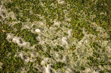 Kar - Atina - benzersiz olay karda çim kaplı