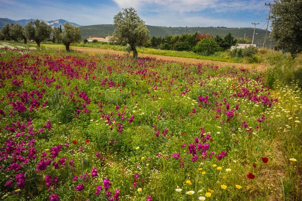 Schinias、ギリシャのカラフルな春の花のフィールド — ストック写真
