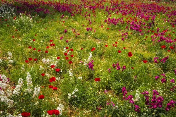 Pole colorful wiosna kwiatów w Schinias, Grecja — Zdjęcie stockowe