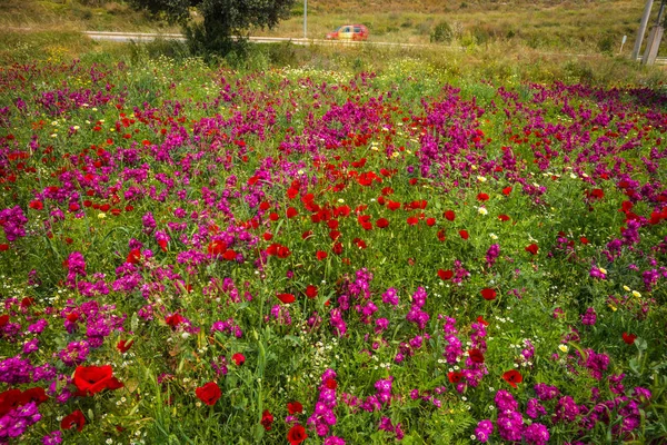 A színes tavaszi virágok itt: Schinias, Görögország területén — Stock Fotó