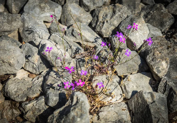 Flores en las rocas en la playa Dafnoudi, Cefalonia, Grecia — Foto de Stock