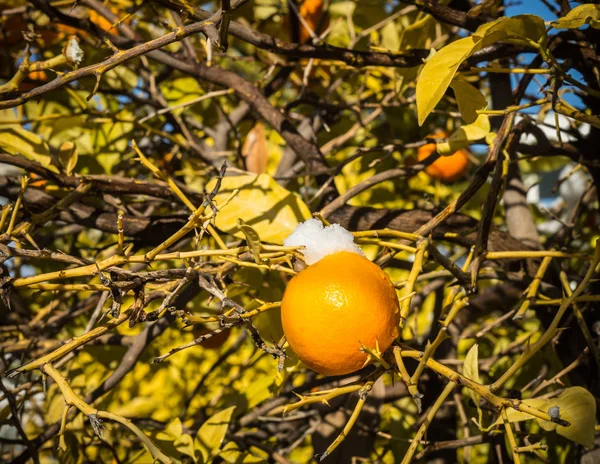 Apelsiner i snö - snö i Aten - sällsynt och unik händelse — Stockfoto
