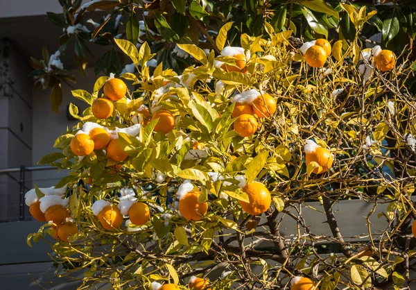 Oranges in snow - Snow in Athens - rare and unique event — Stock Photo, Image