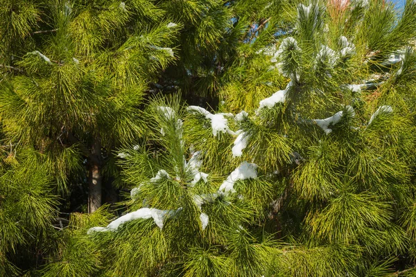 Snow - hó, Athén - ritka és egyedülálló esemény bokrok — Stock Fotó