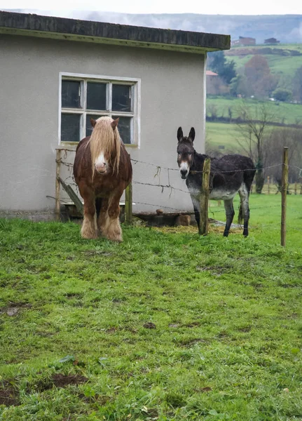 Lurvig häst och grå åsna på grön äng nära house — Stockfoto