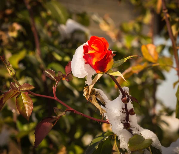 Kwiaty w śniegu - śnieg w Atenach - rzadkie i wyjątkowe zdarzenie — Zdjęcie stockowe