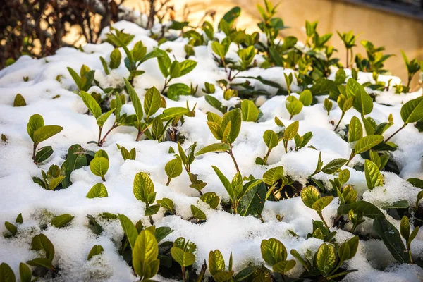 Буши в снегу - Снег в Афинах - редкое и уникальное событие — стоковое фото
