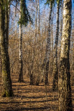 Moskova yakınlarındaki iyi şartına huş ağacı ormanda bulutsuz erken spr