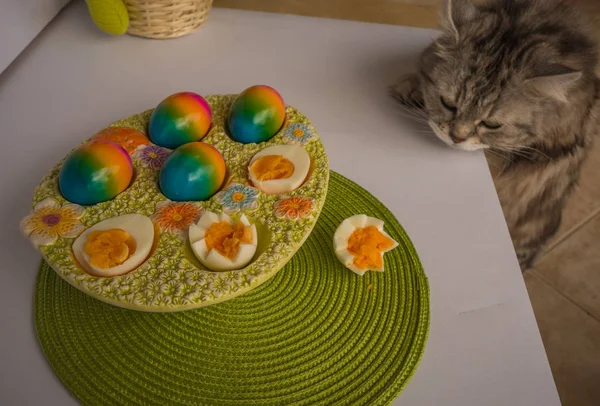 Kočka při pohledu na barevné kraslice — Stock fotografie