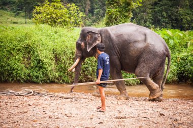 Banyo elefant fil, Khao Sok Tapınak, Tayland